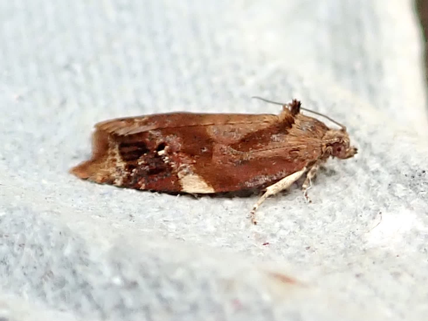 Red-barred Tortrix (Ditula angustiorana) photographed in Somerset by Sue Davies