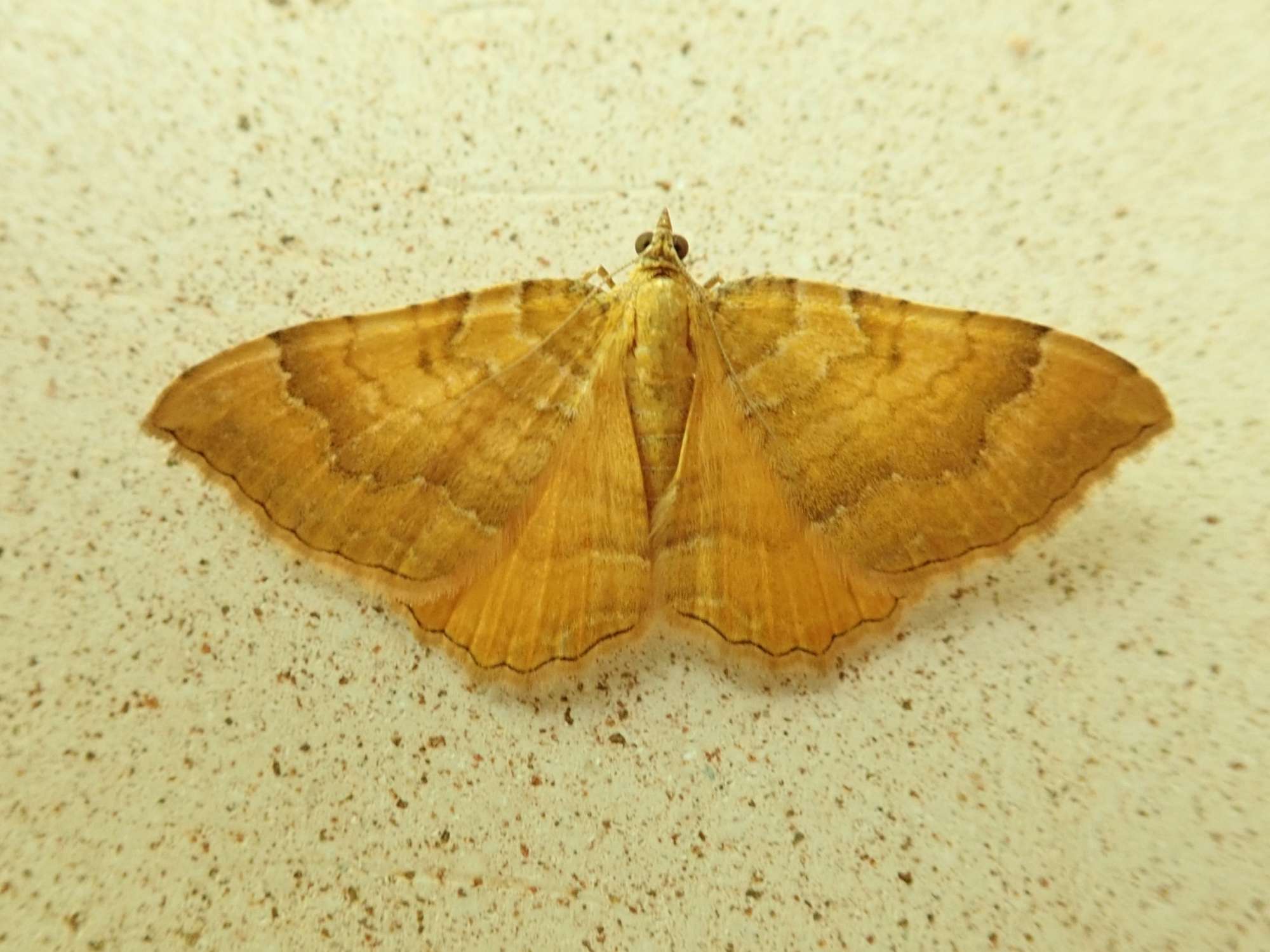 Yellow Shell (Camptogramma bilineata) photographed in Somerset by Christopher Iles