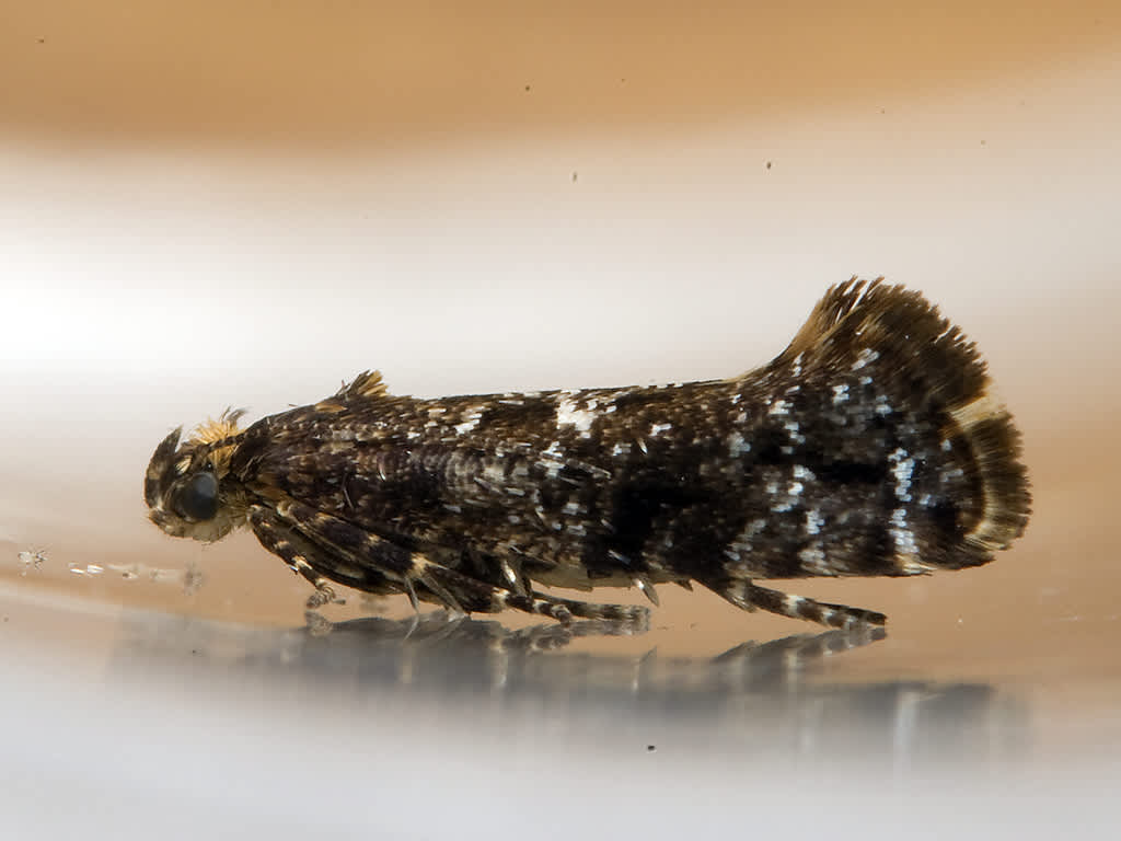 Bittersweet Fanner (Acrolepia autumnitella) photographed in Somerset by John Bebbington