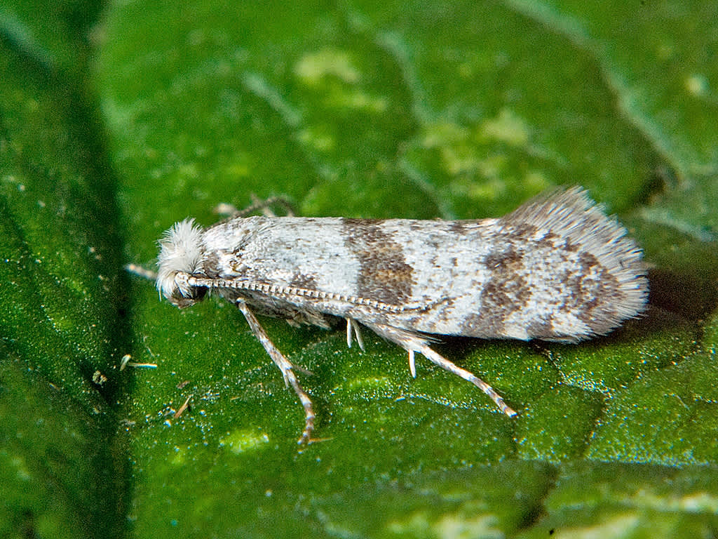 Hawthorn Moth (Scythropia crataegella) photographed in Somerset by John Bebbington