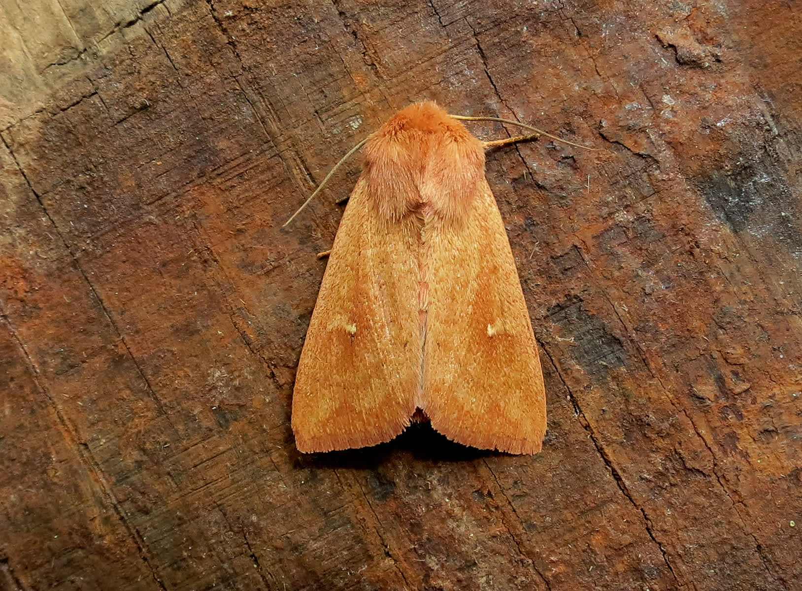 The Clay (Mythimna ferrago) photographed in Somerset by Steve Chapple