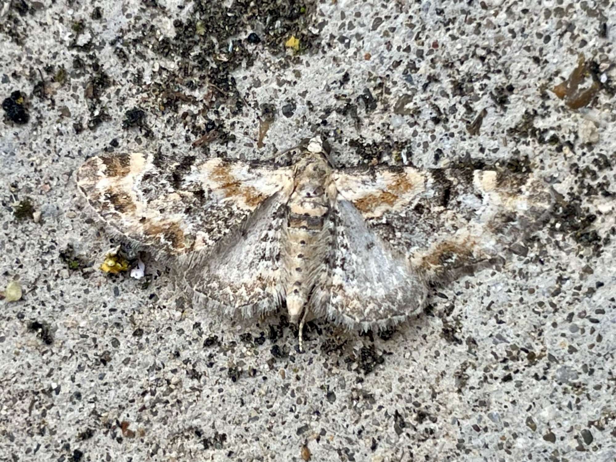 Foxglove Pug (Eupithecia pulchellata) photographed in Somerset by Sue Davies