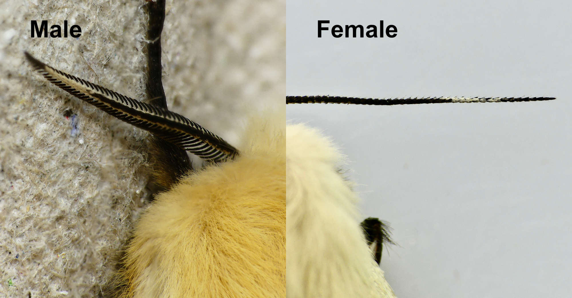 Buff Ermine (Spilosoma lutea) photographed in Somerset by Paul Wilkins