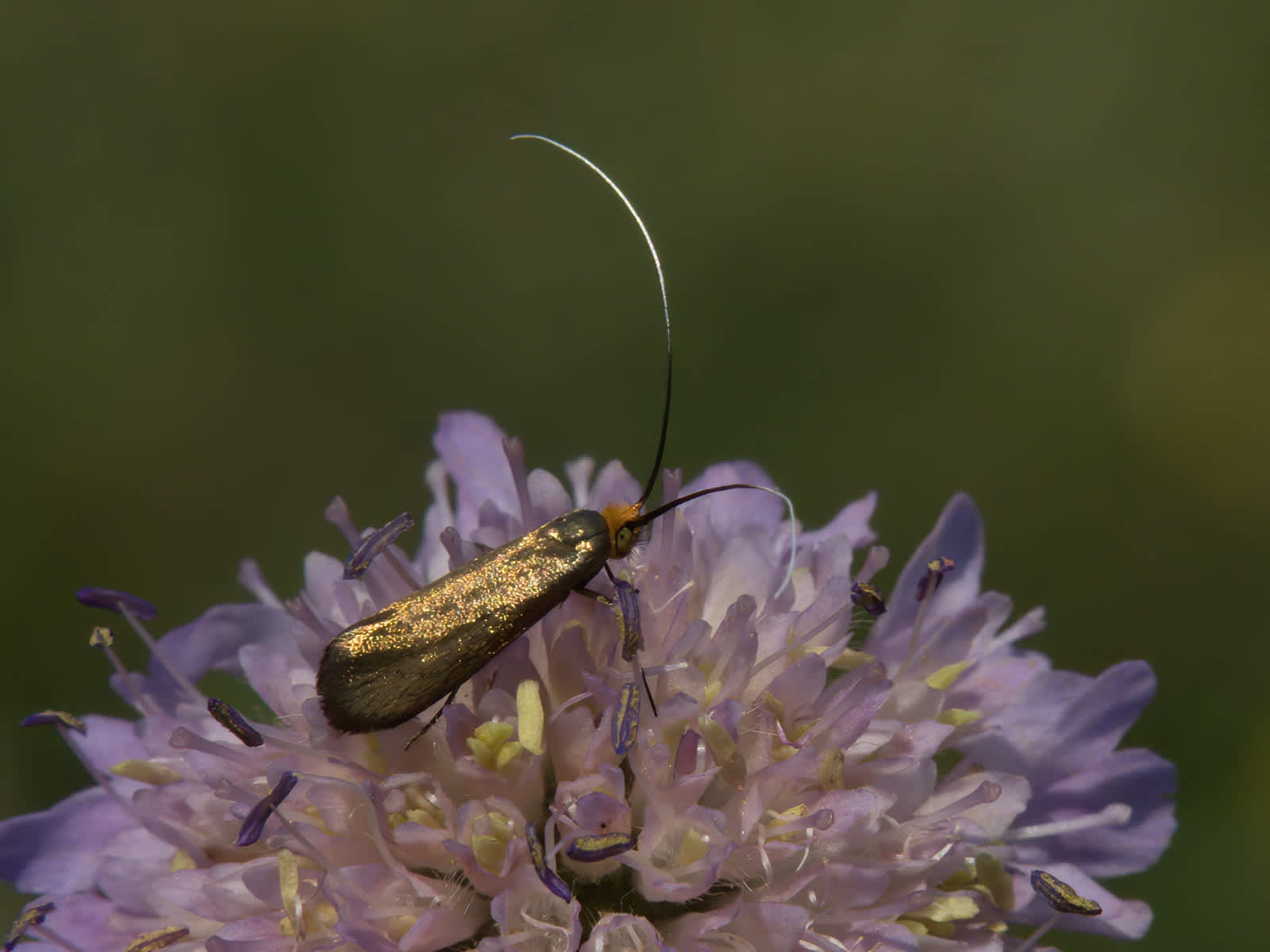 Brassy Long-horn (Nemophora metallica) photographed in Somerset by John Bebbington