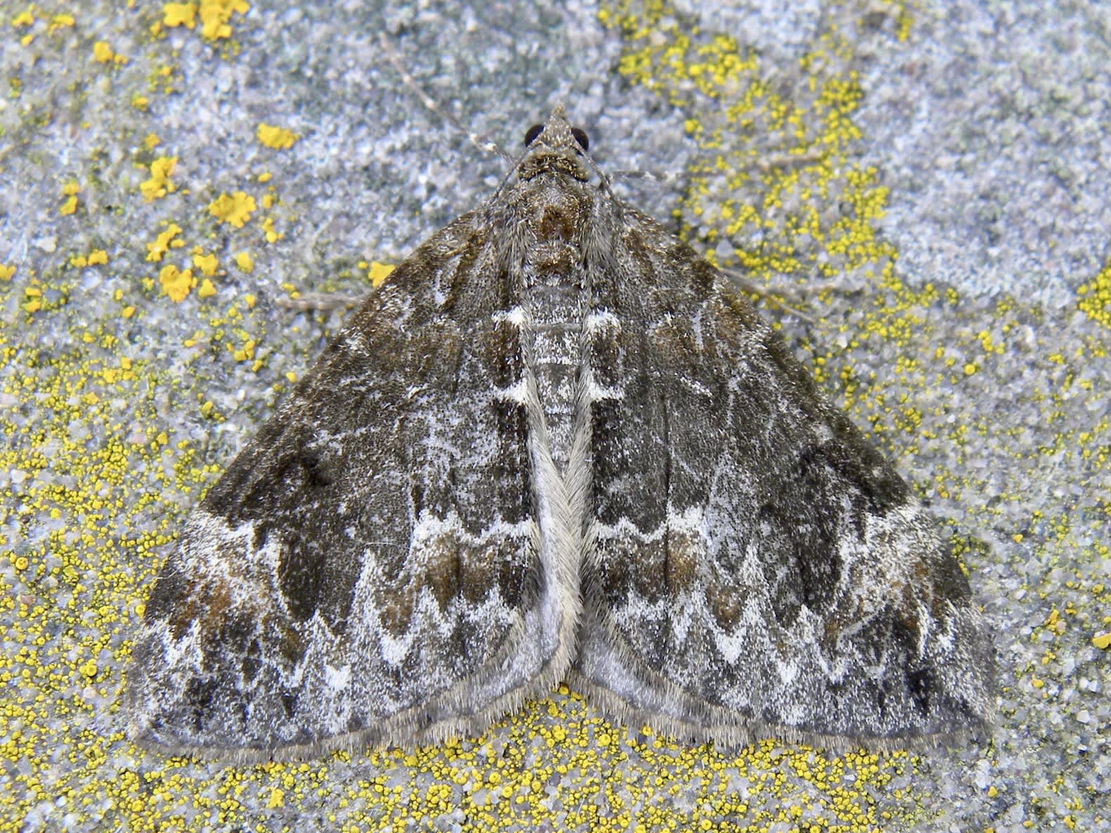 Dark Marbled Carpet (Dysstroma citrata) photographed in Somerset by Sue Davies