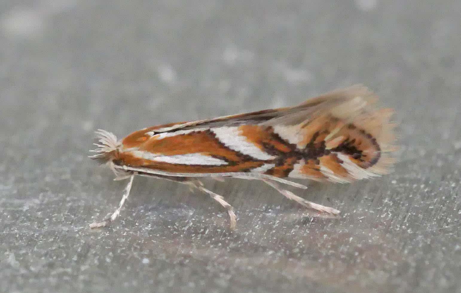 Common Thorn Midget (Phyllonorycter oxyacanthae) photographed in Somerset by Jenny Vickers