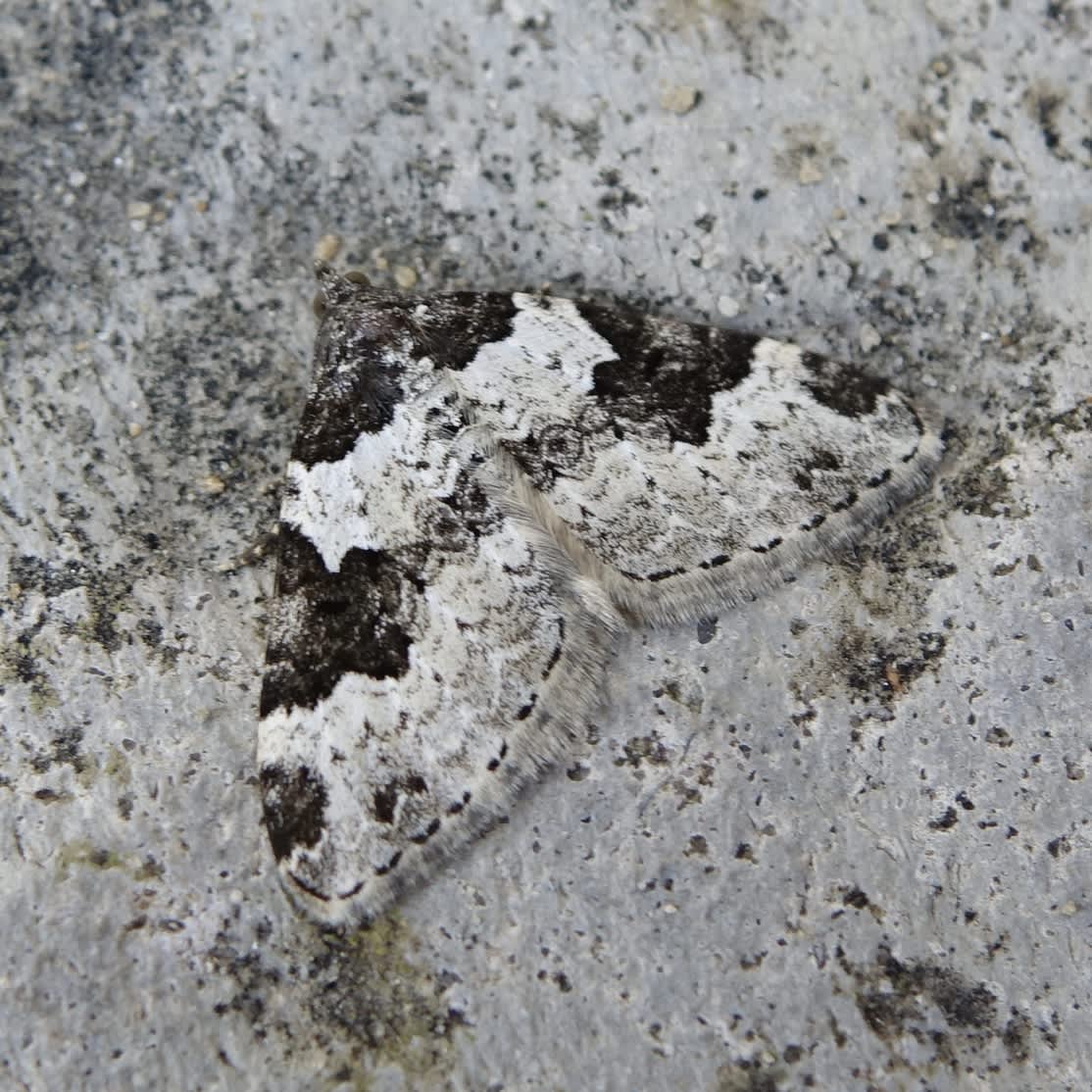 Garden Carpet (Xanthorhoe fluctuata) photographed in Somerset by Sue Davies