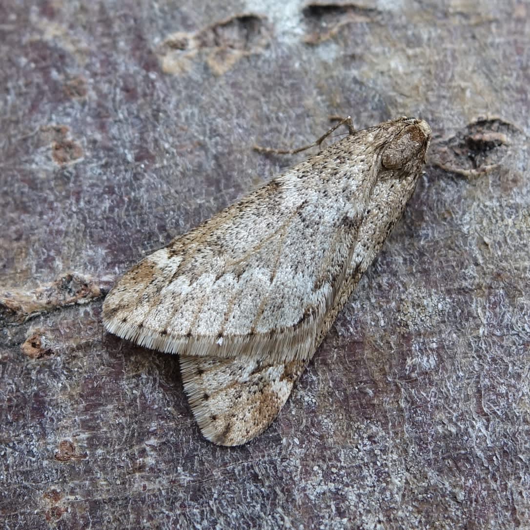 March Moth (Alsophila aescularia) photographed in Somerset by Sue Davies