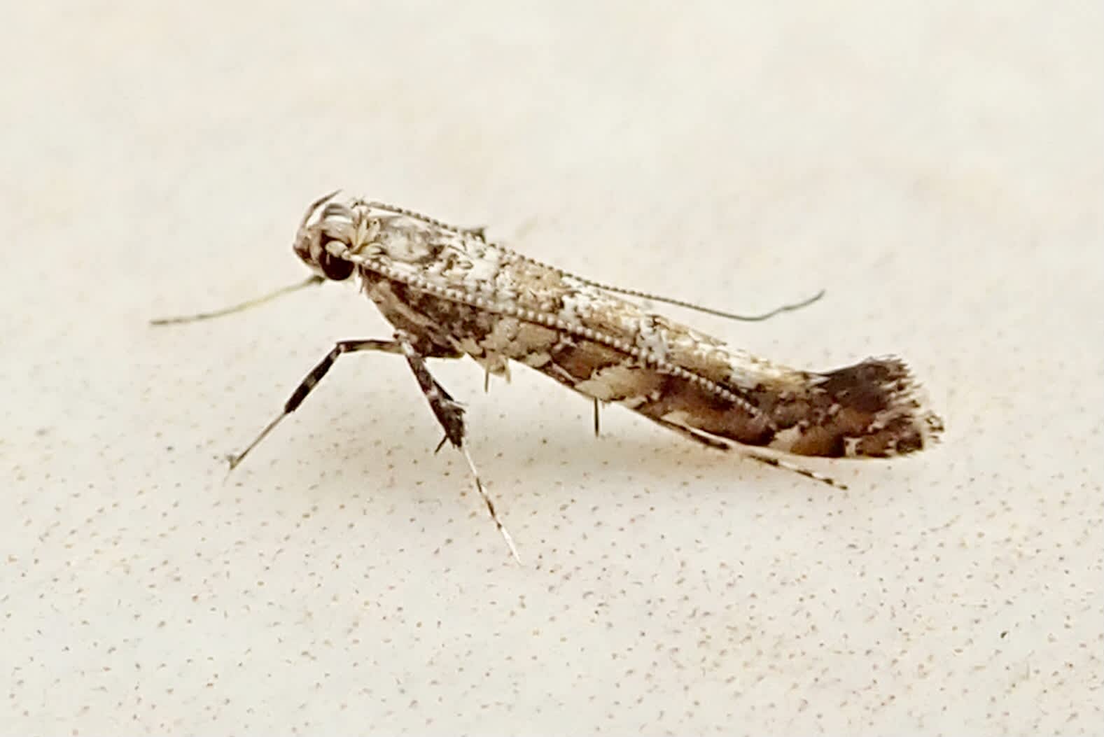 Common Slender (Gracillaria syringella) photographed in Somerset by Sue Davies