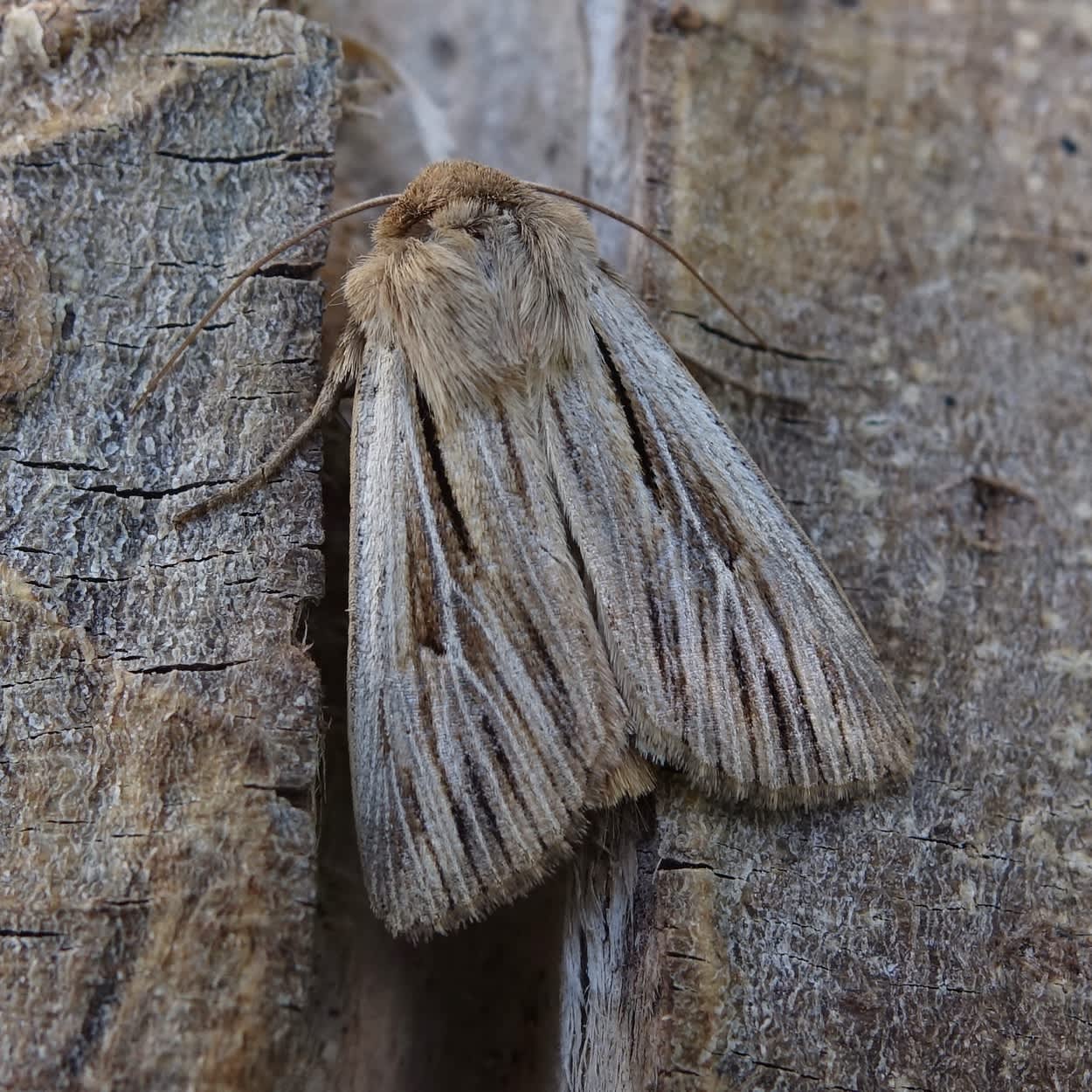Shoulder-striped Wainscot (Leucania comma) photographed in Somerset by Sue Davies
