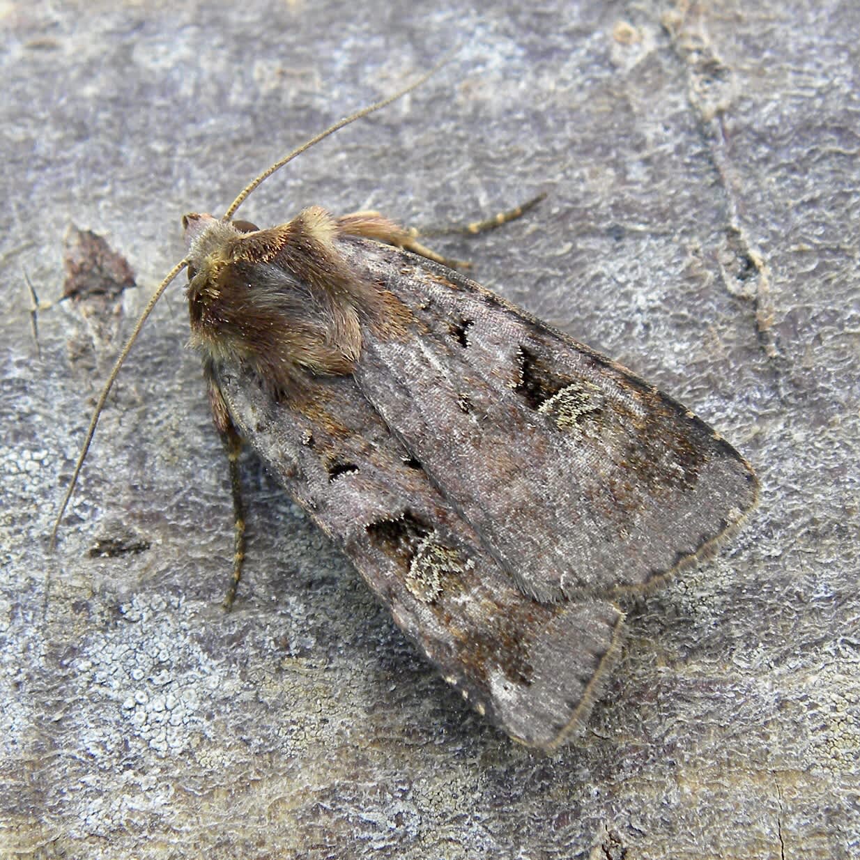 Purple Clay (Diarsia brunnea) photographed in Somerset by Sue Davies