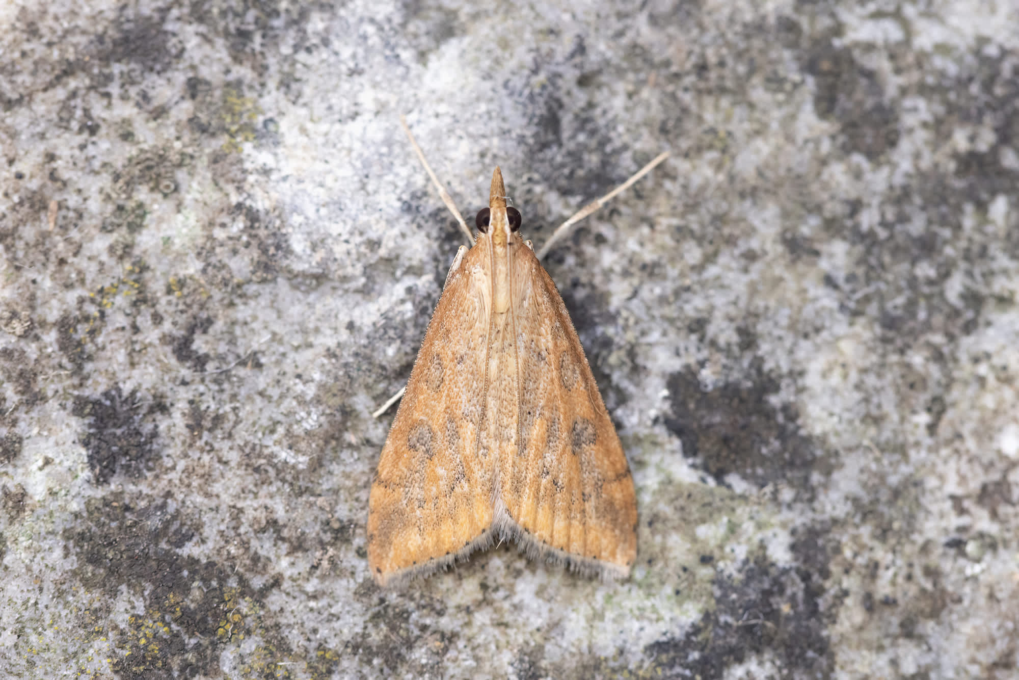 Rusty-dot Pearl (Udea ferrugalis) photographed in Somerset by Alex Perry