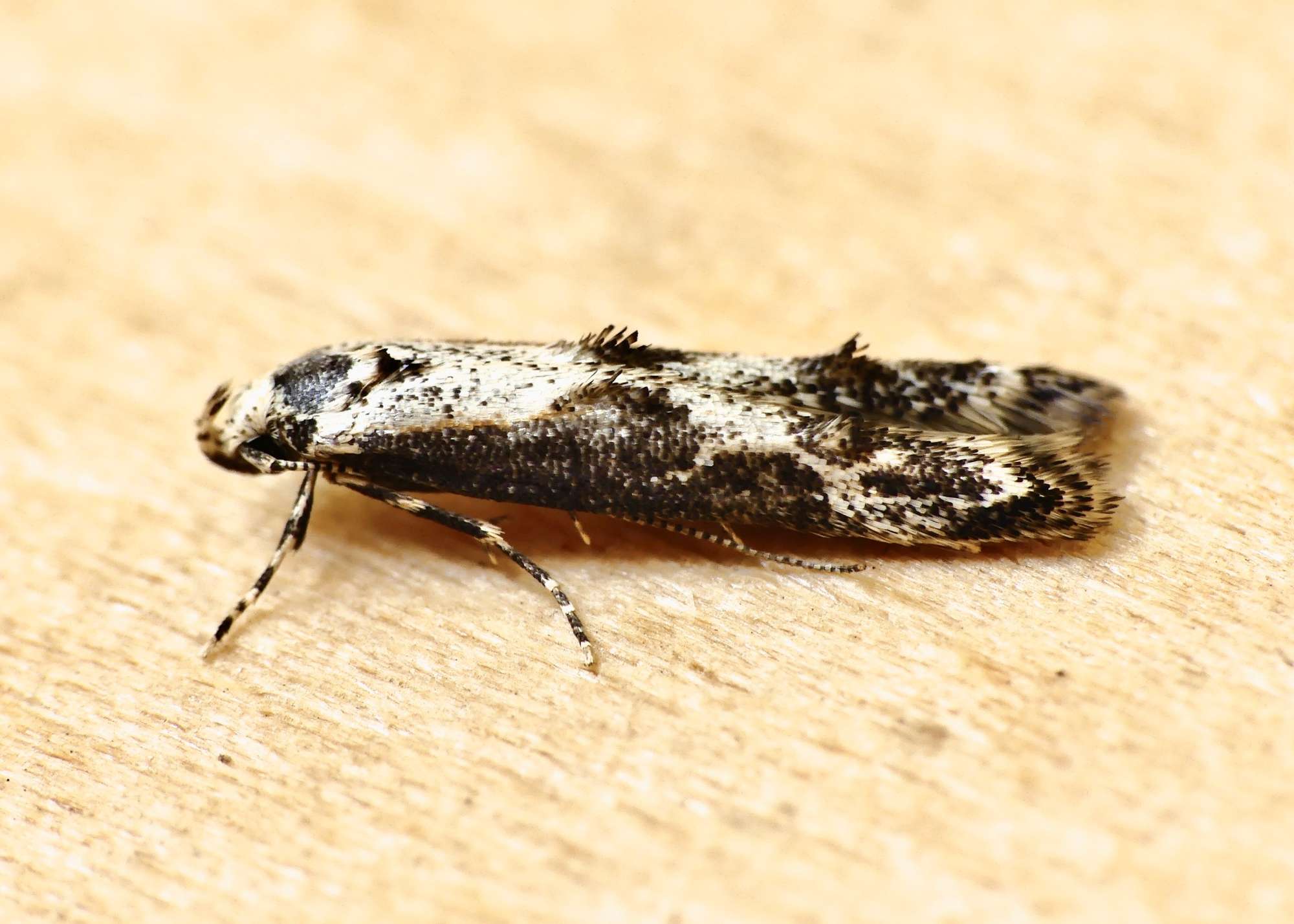 Hawthorn Cosmet (Blastodacna hellerella) photographed in Somerset by Paul Wilkins