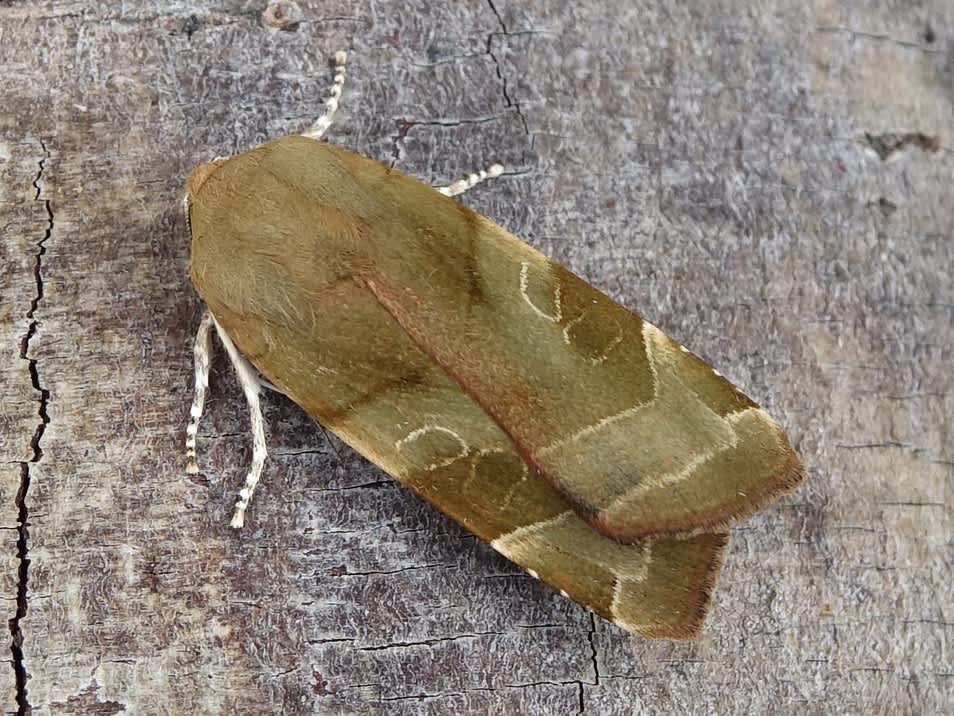 Broad-bordered Yellow Underwing (Noctua fimbriata) photographed in Somerset by Sue Davies