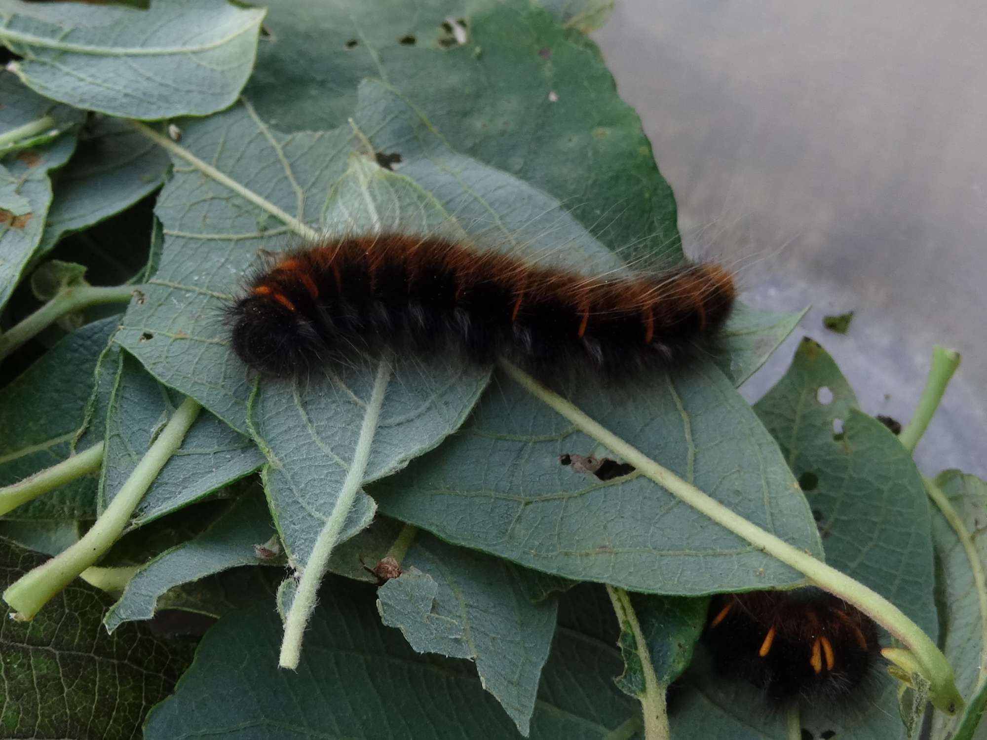 Fox Moth (Macrothylacia rubi) photographed in Somerset by Christopher Iles