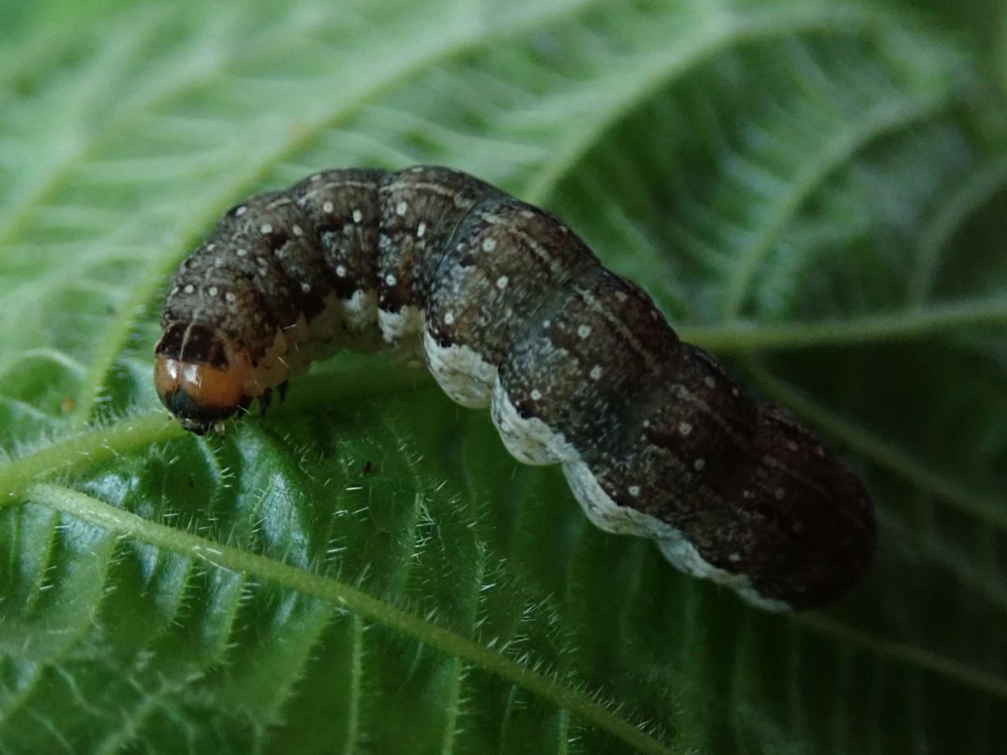 Orange Sallow (Tiliacea citrago) photographed in Somerset by Christopher Iles