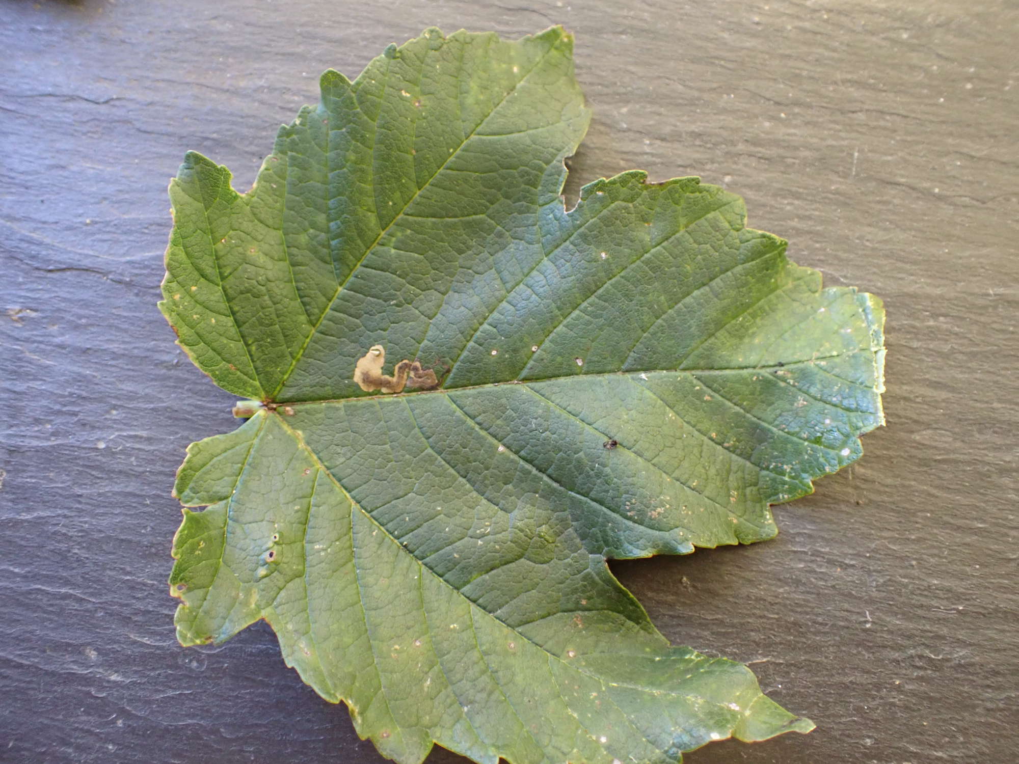 Barred Sycamore Pigmy (Stigmella speciosa) photographed in Somerset by Jenny Vickers