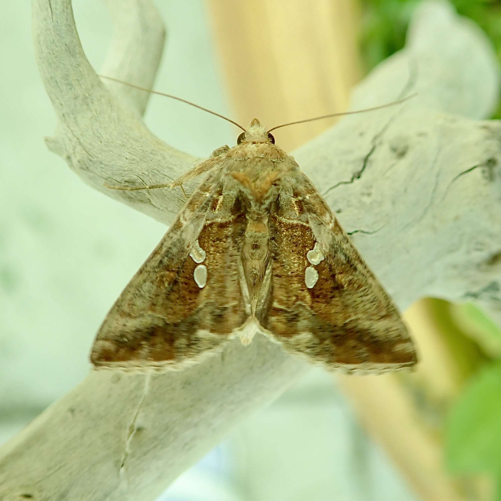 Golden Twin-spot (Chrysodeixis chalcites) photographed in Somerset by Sue Davies