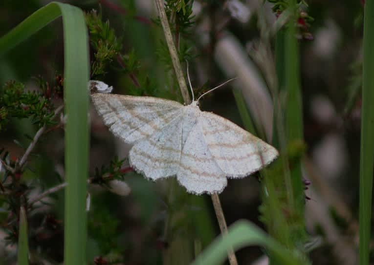 Grass Wave (Perconia strigillaria) photographed in Somerset by John Connolly