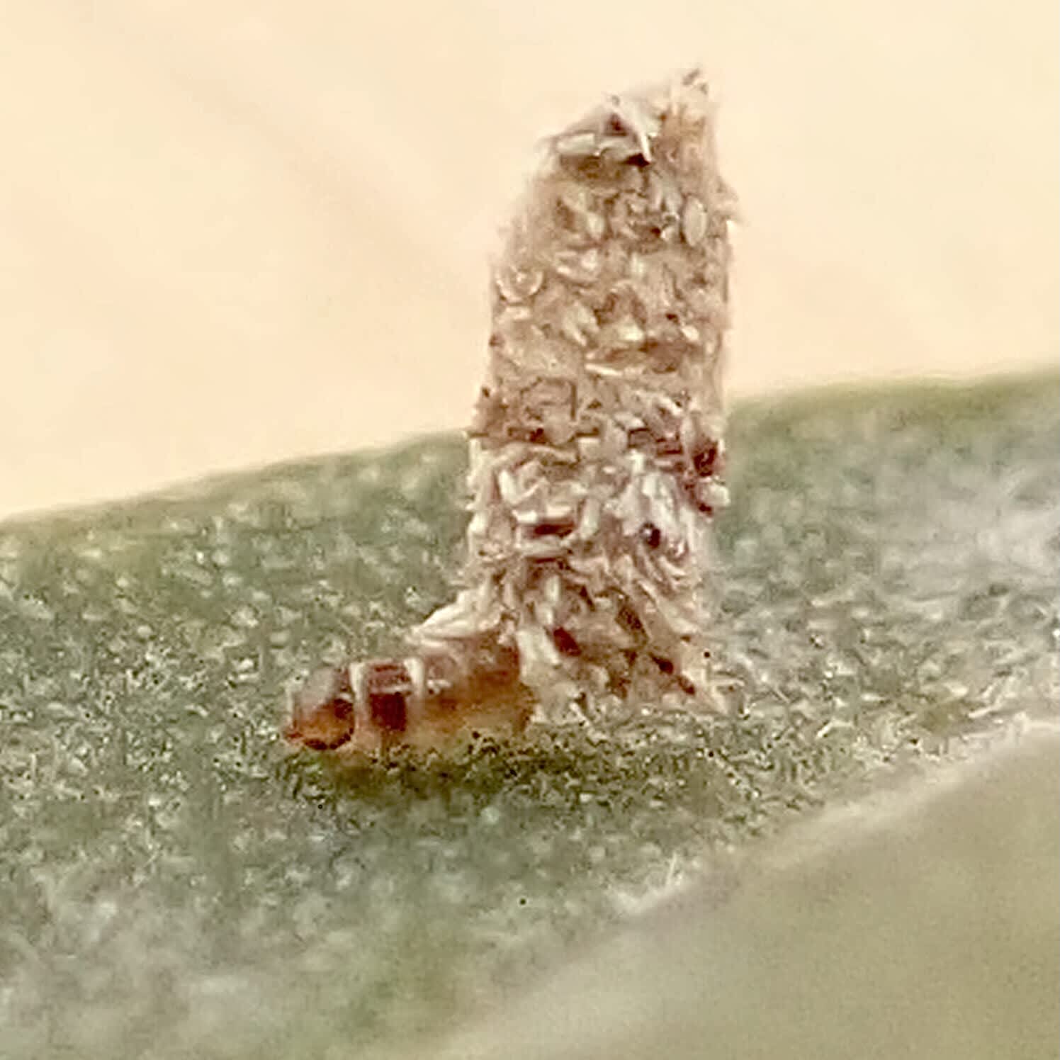 Common Bagworm (Psyche casta) photographed in Somerset by Sue Davies