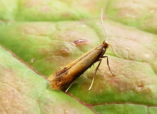 Bordered Carl (Coptotriche marginea) photographed in Somerset by Steve Chapple