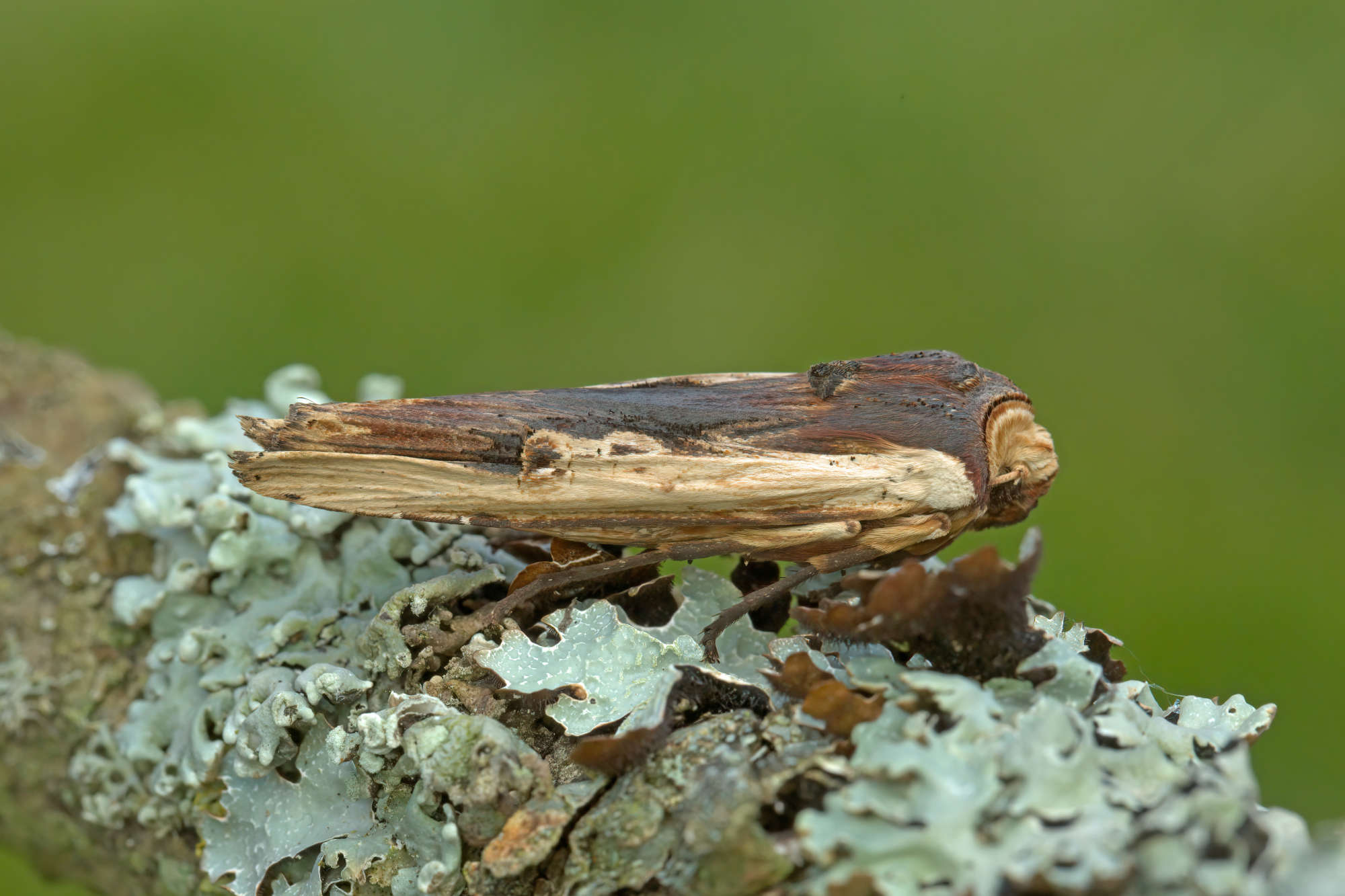 Red Sword-grass (Xylena vetusta) photographed in Somerset by Nigel Voaden