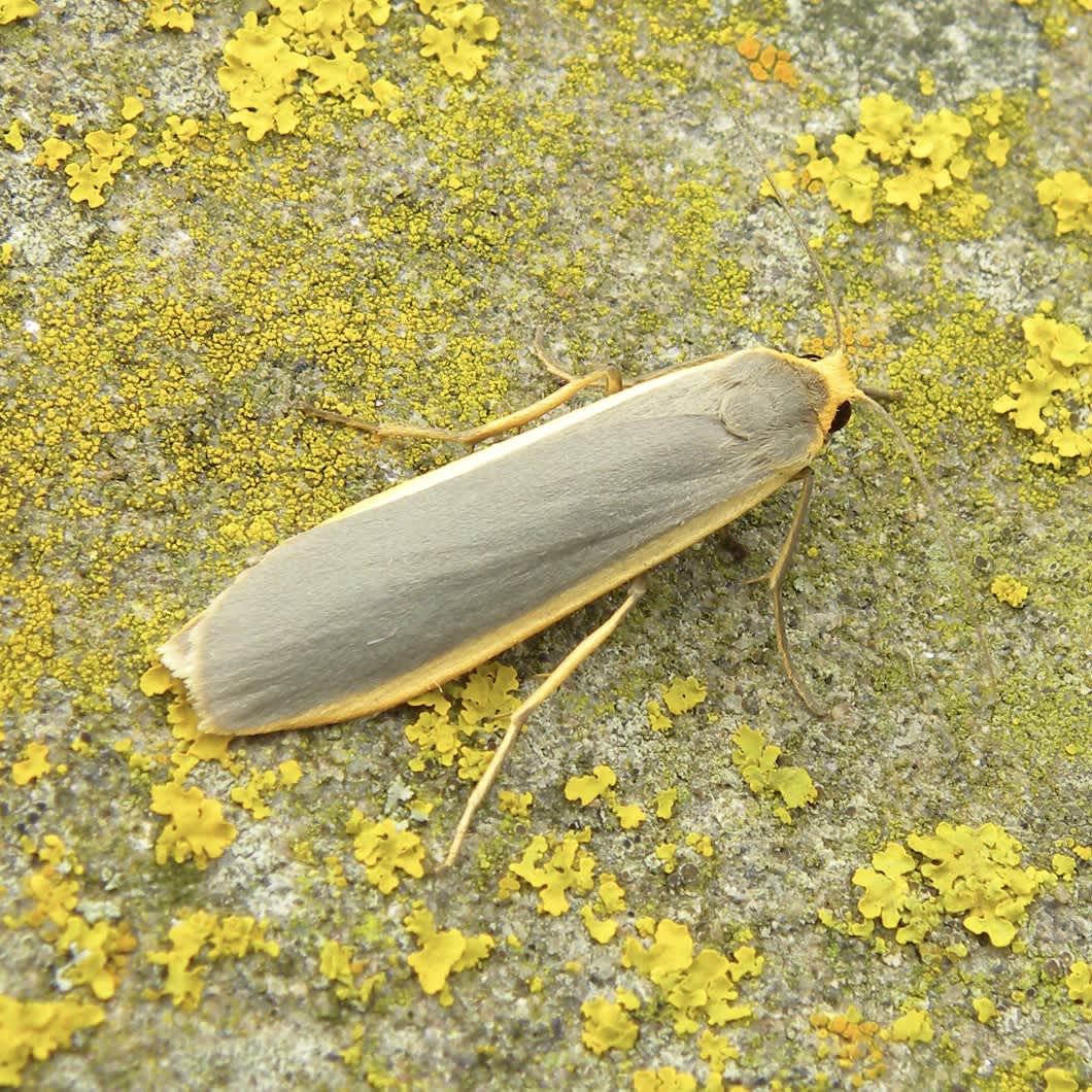 Common Footman (Eilema lurideola) photographed in Somerset by Sue Davies