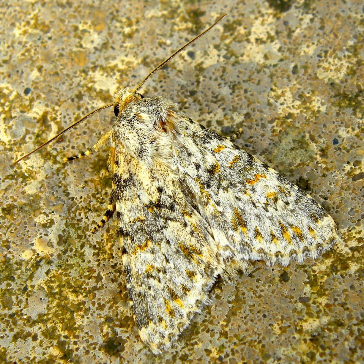 Large Ranunculus (Polymixis flavicincta) photographed in Somerset by Sue Davies