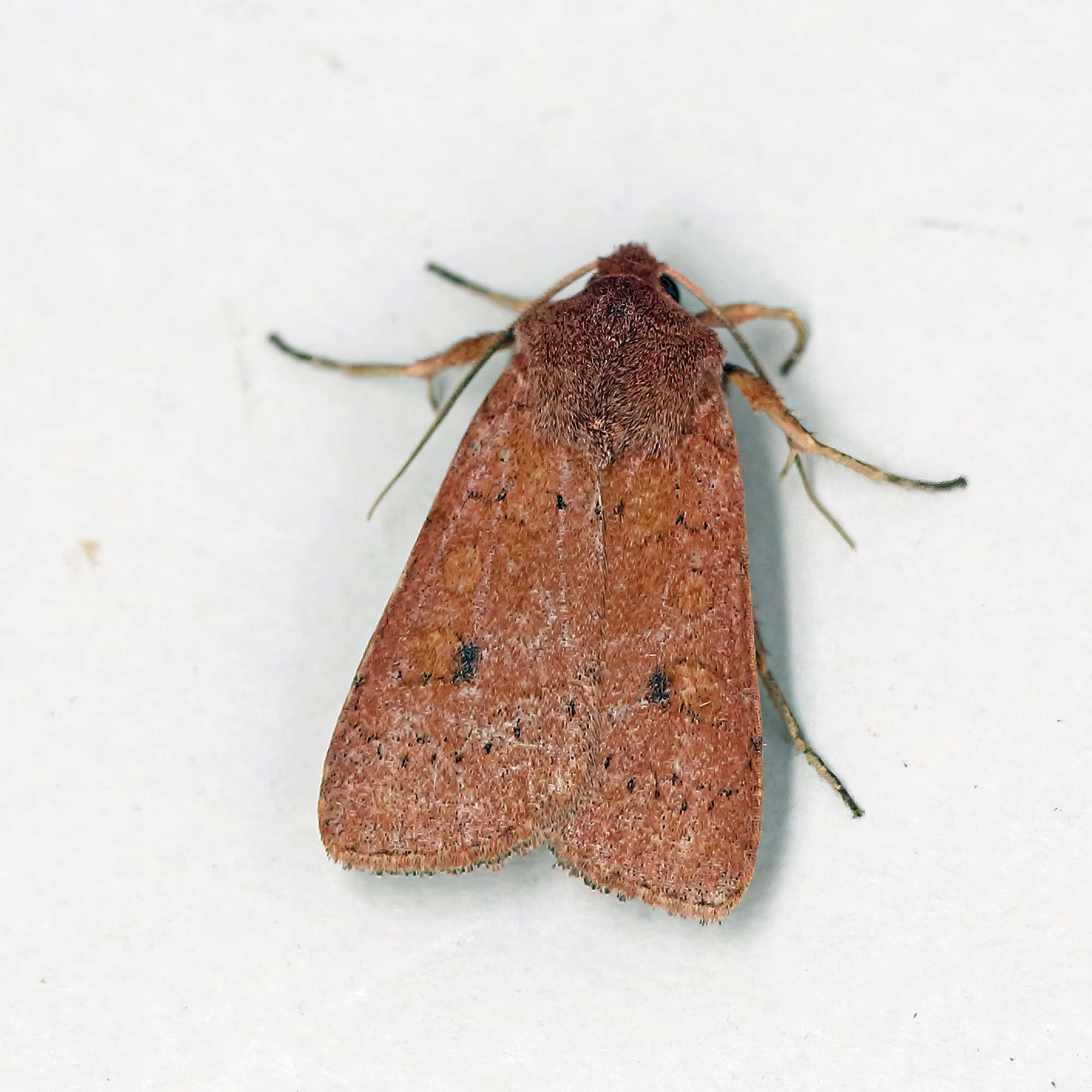 Neglected Rustic (Xestia castanea) photographed in Somerset by Nigel Voaden