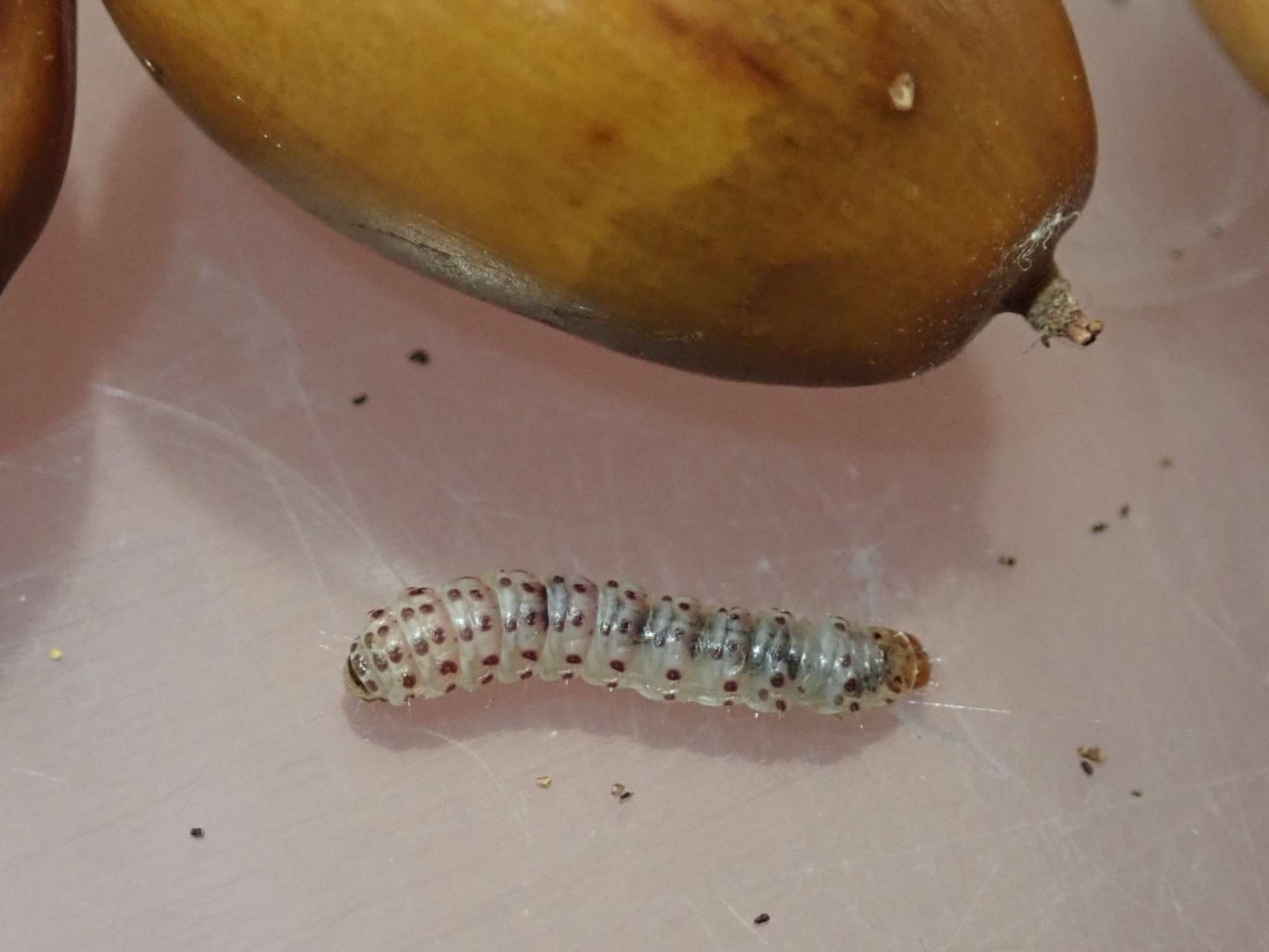 Acorn Piercer (Pammene fasciana) photographed in Somerset by Christopher Iles
