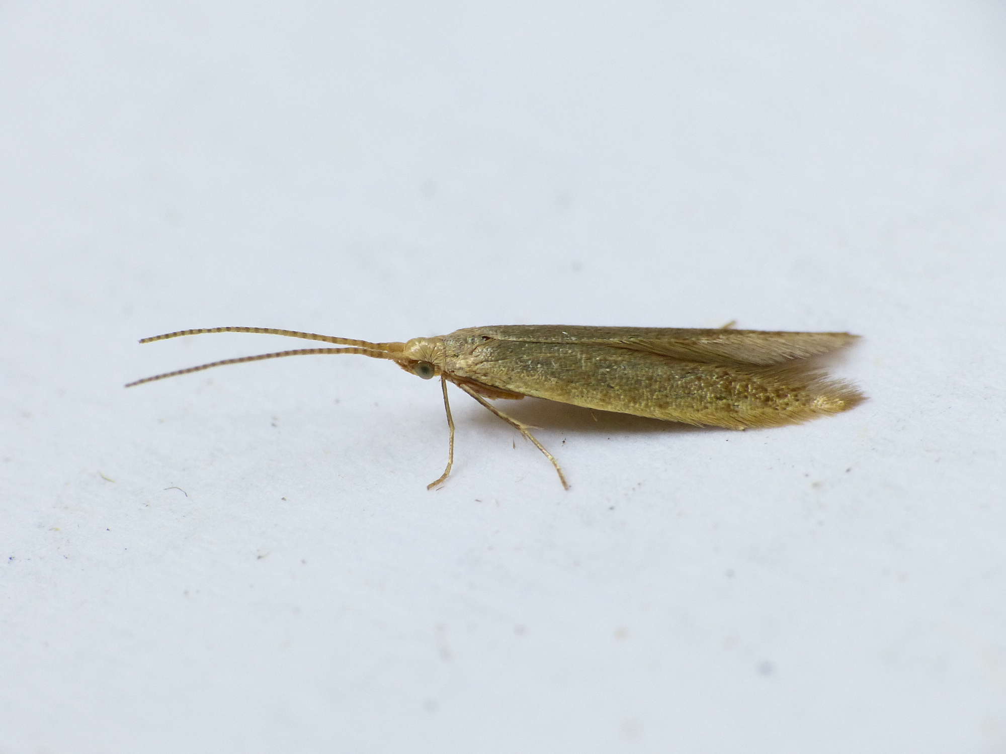 Tipped Oak Case-bearer (Coleophora flavipennella) photographed in Somerset by Paul Wilkins