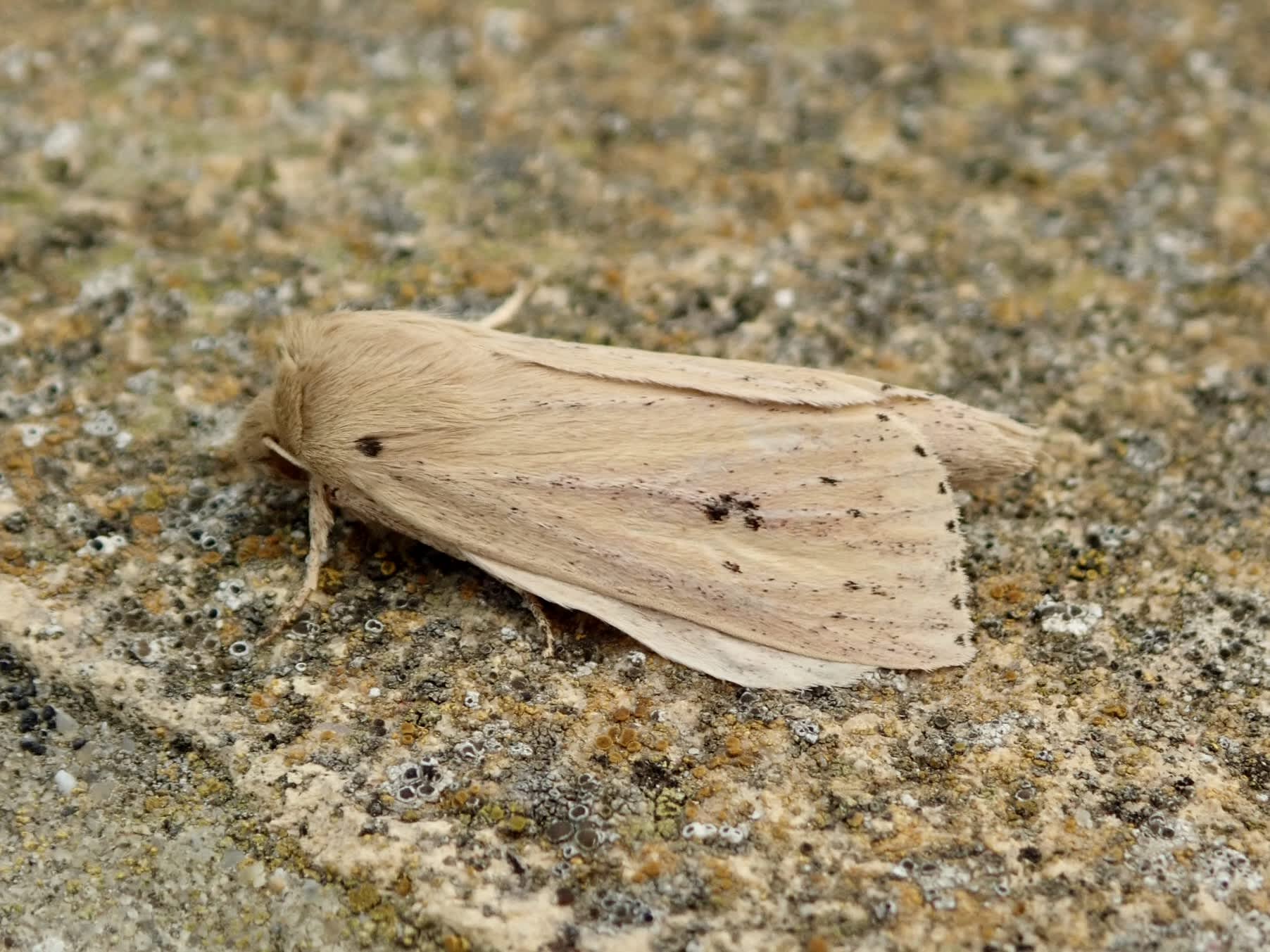 Webb's Wainscot (Globia sparganii) photographed in Somerset by Sue Davies