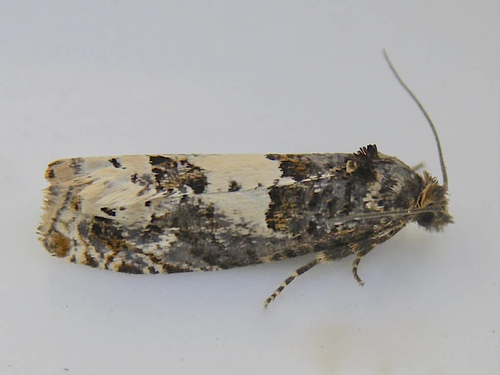 Epiblema scutulana | Somerset Moths