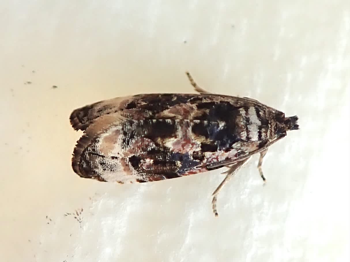 Bordered Marble (Endothenia marginana) photographed in Somerset by Sue Davies