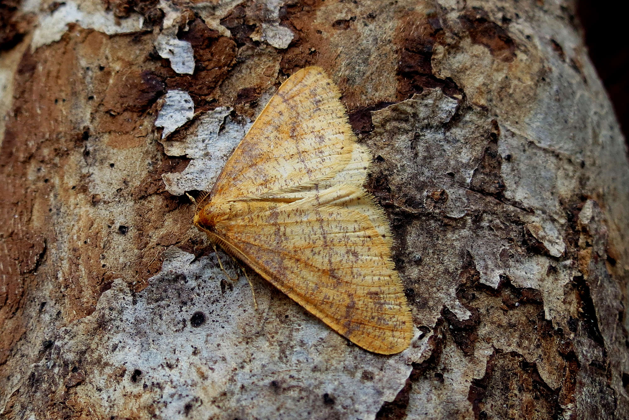 Scarce Umber (Agriopis aurantiaria) photographed in Somerset by Steve Chapple