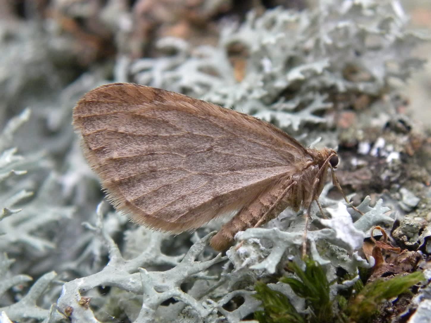 Winter Moth (Operophtera brumata) photographed in Somerset by Sue Davies