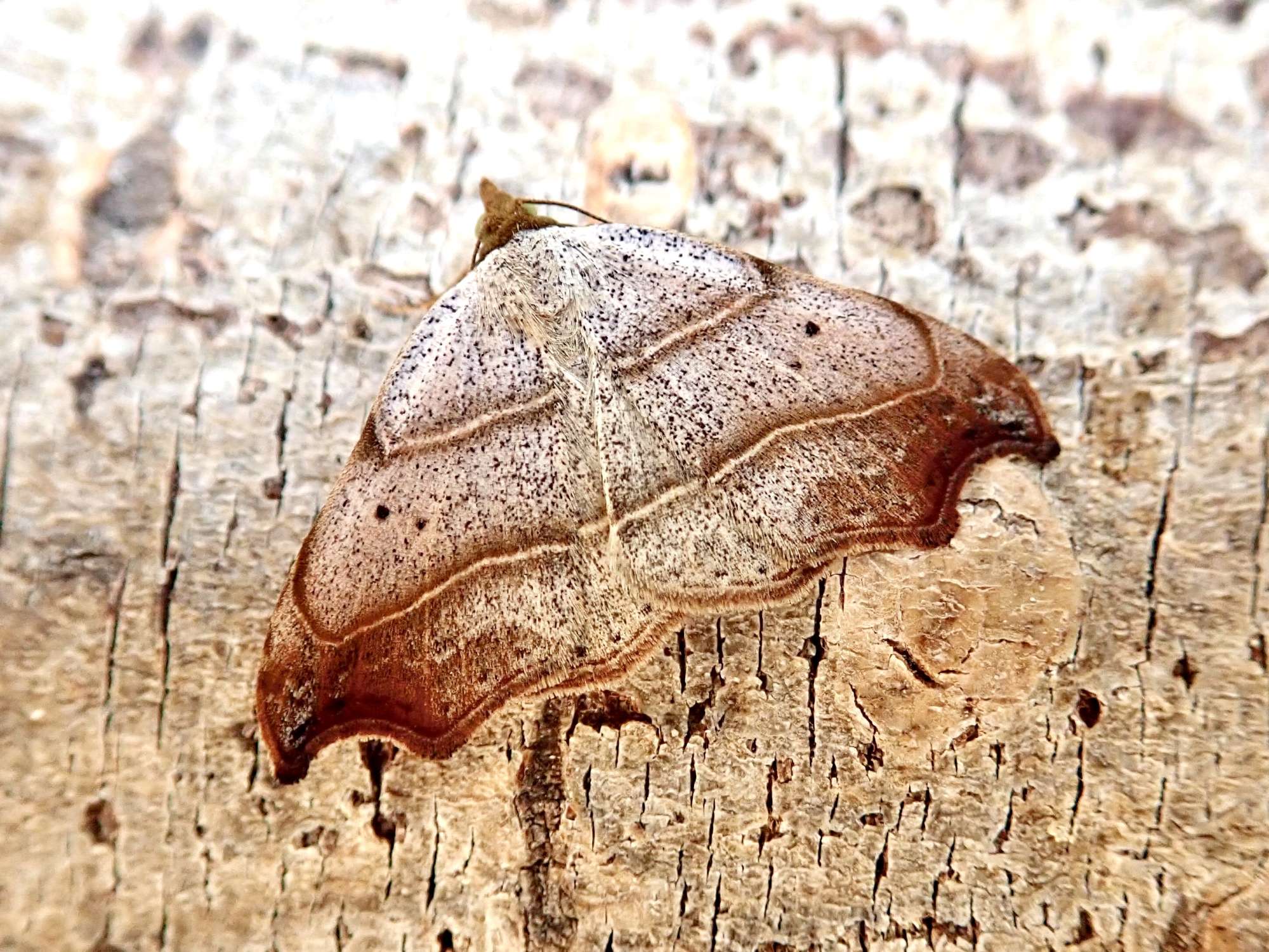 Beautiful Hook-tip (Laspeyria flexula) photographed in Somerset by Sue Davies