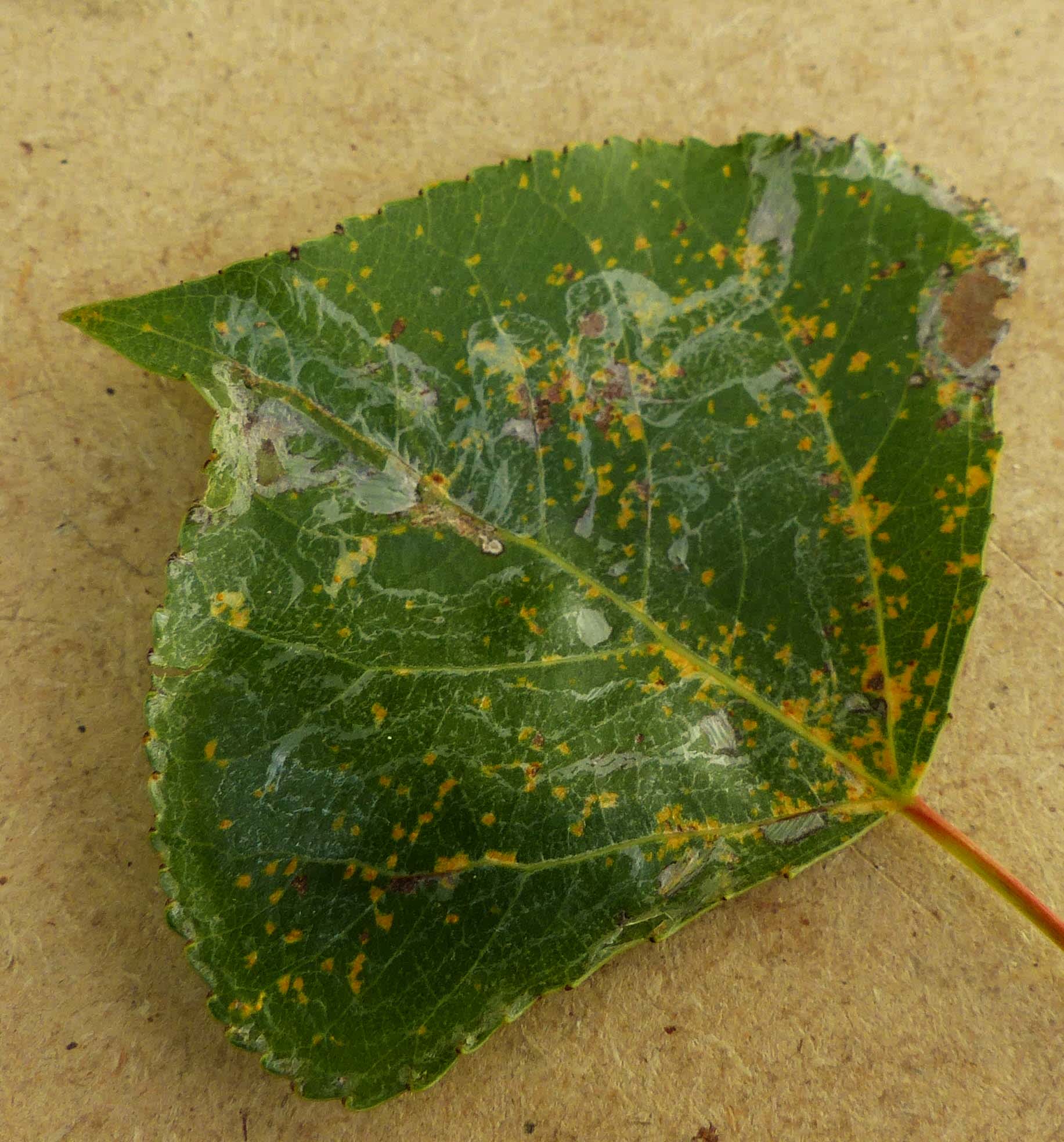 Poplar Bent-wing (Phyllocnistis unipunctella) photographed in Somerset by Jenny Vickers