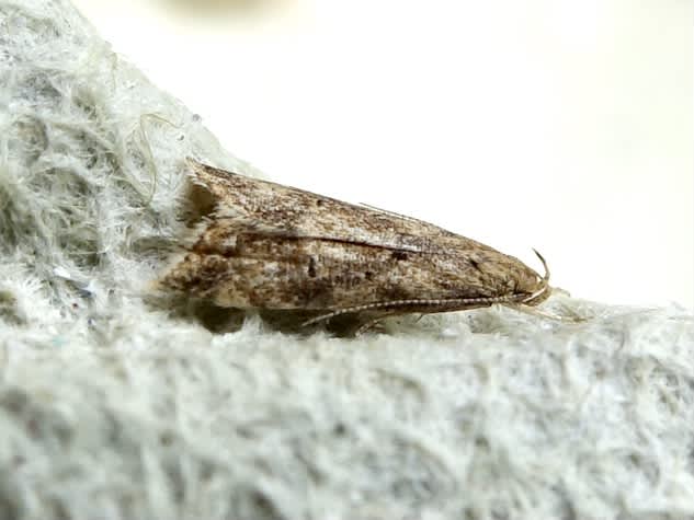 Gorse Crest (Brachmia blandella) photographed in Somerset by Sue Davies
