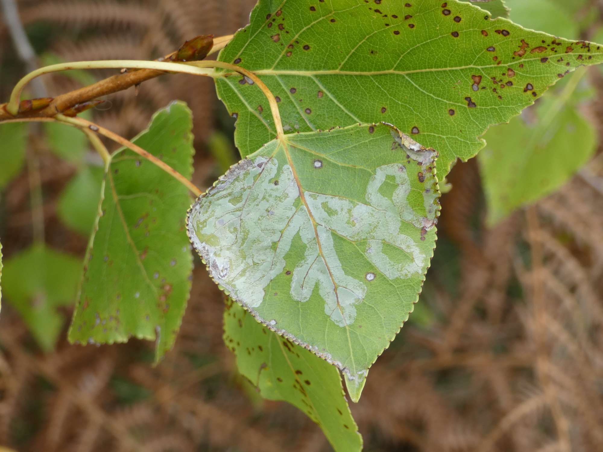 Poplar Bent-wing (Phyllocnistis unipunctella) photographed in Somerset by Christopher Iles