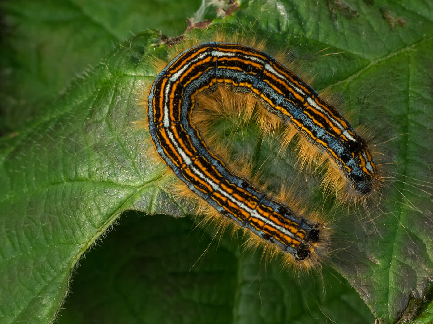 The Lackey (Malacosoma neustria) photographed in Somerset by John Bebbington