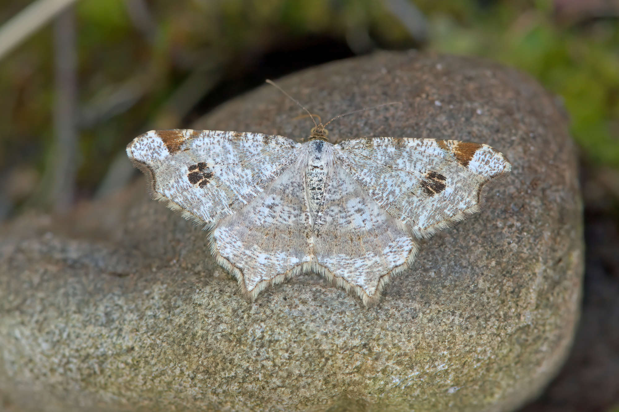 Peacock Moth (Macaria notata) photographed in Somerset by Nigel Voaden