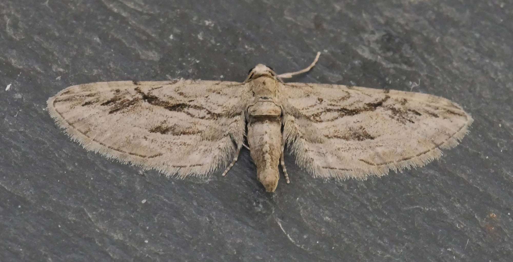 Cypress Pug (Eupithecia phoeniceata) photographed in Somerset by Jenny Vickers