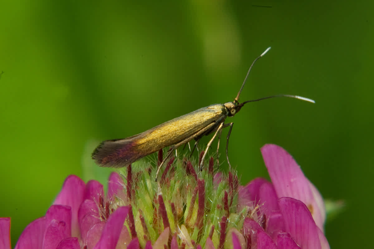 Red-clover Case-bearer (Coleophora deauratella) photographed in Somerset by John Bebbington