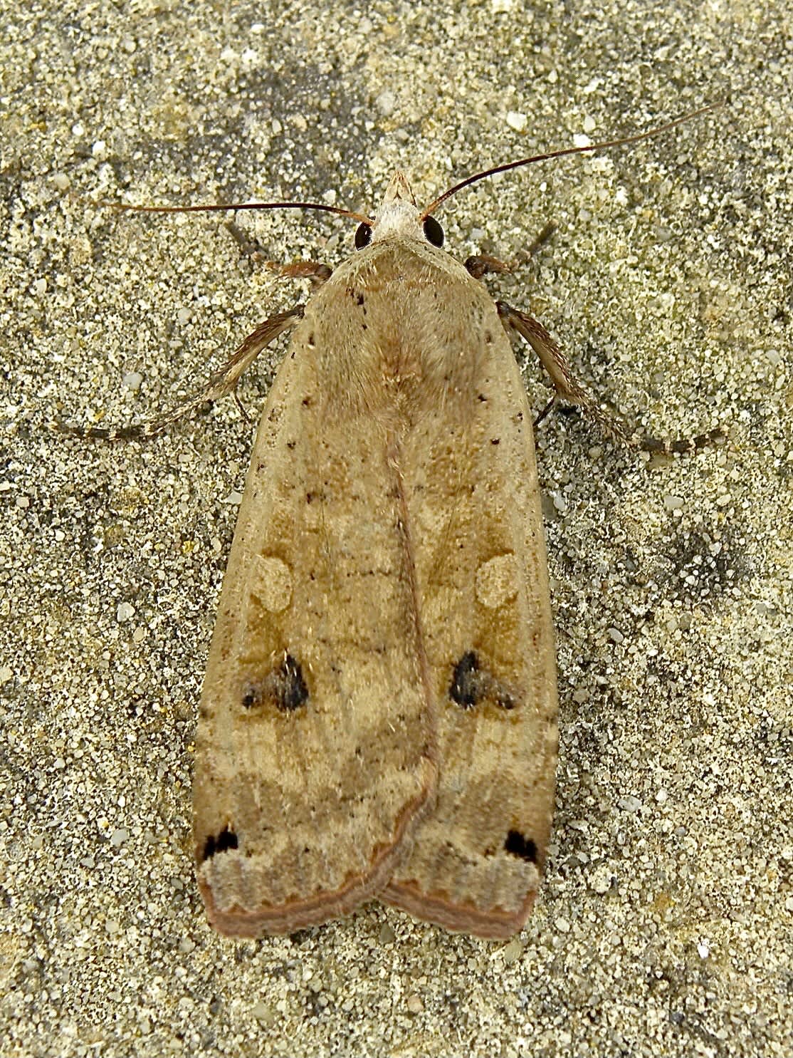 Large Yellow Underwing (Noctua pronuba) photographed in Somerset by Sue Davies