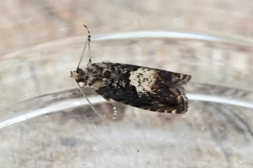 Blotched Piercer (Pammene albuginana) photographed in Somerset by Sue Davies