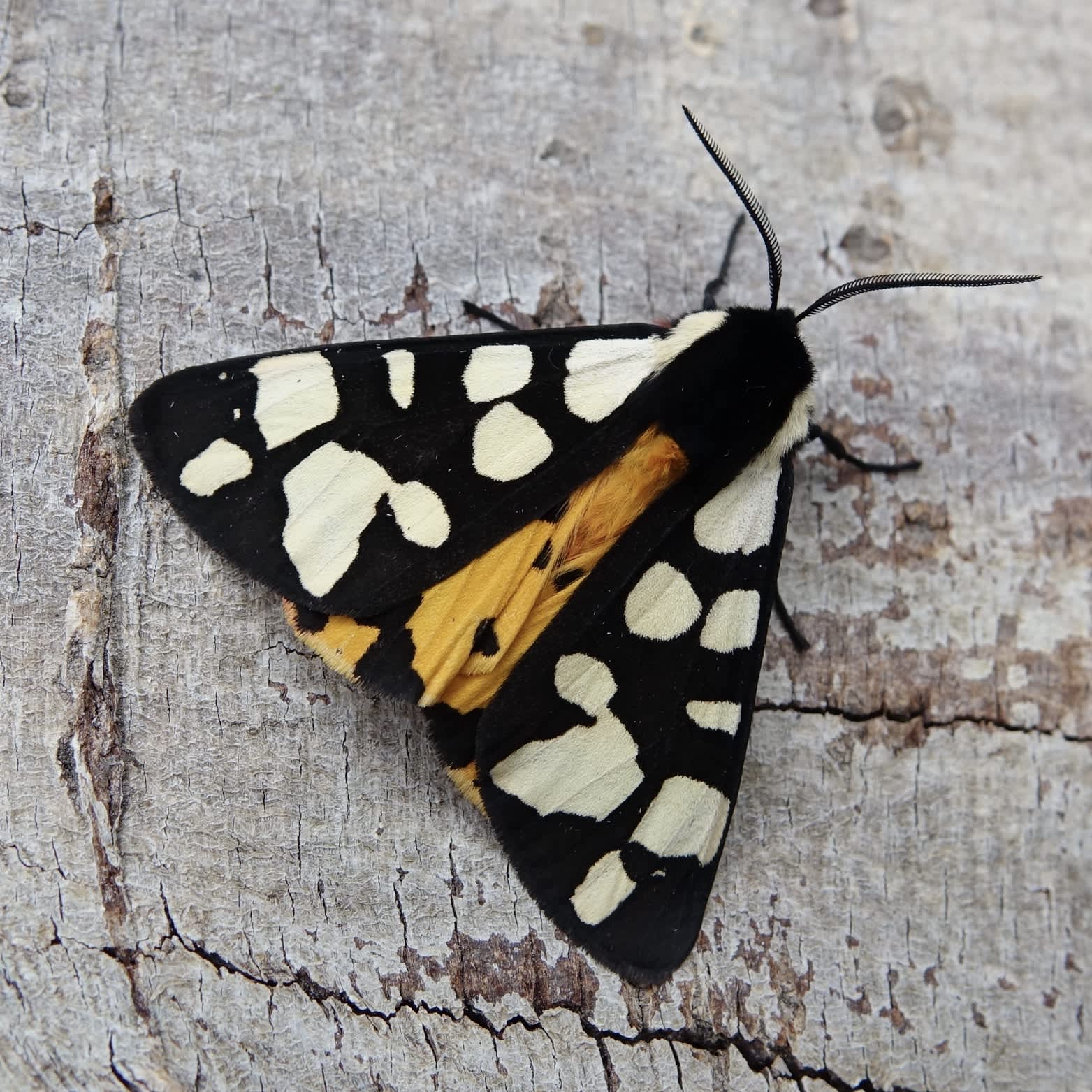 Cream-spot Tiger (Arctia villica) photographed in Somerset by Sue Davies