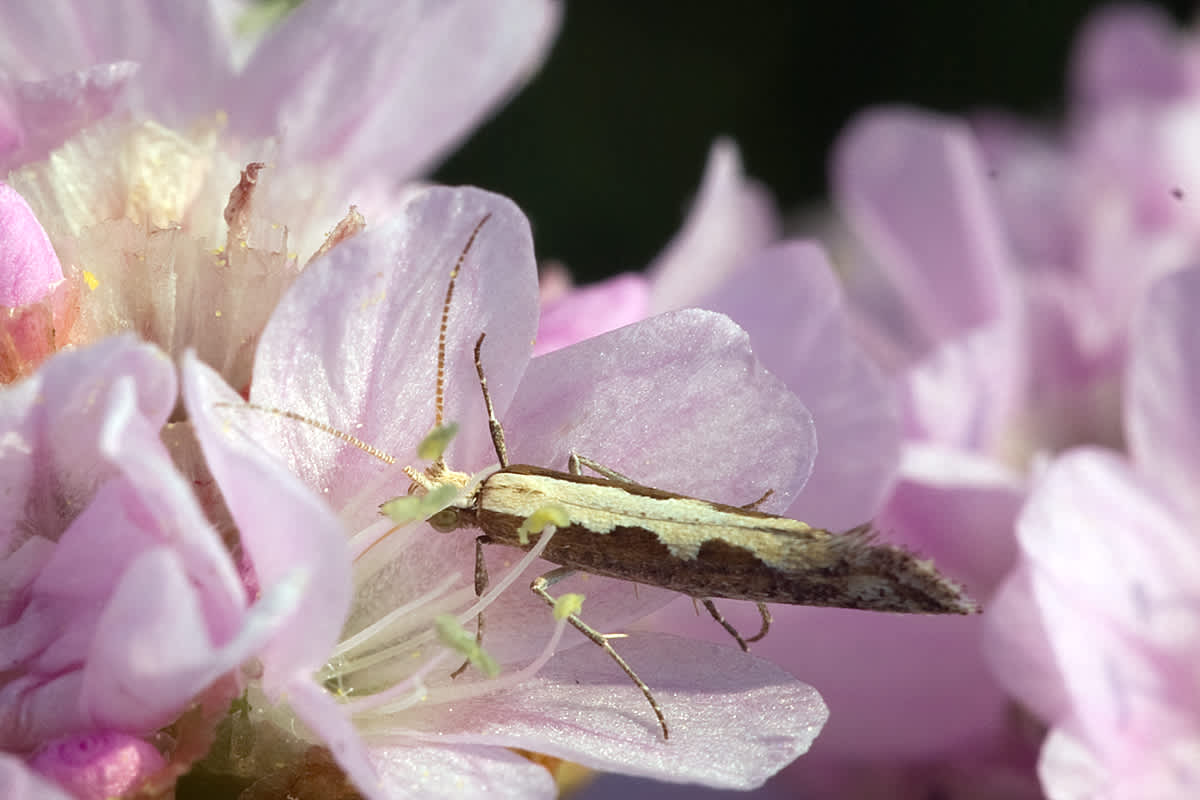 Diamond-back (Plutella xylostella) photographed in Somerset by John Bebbington