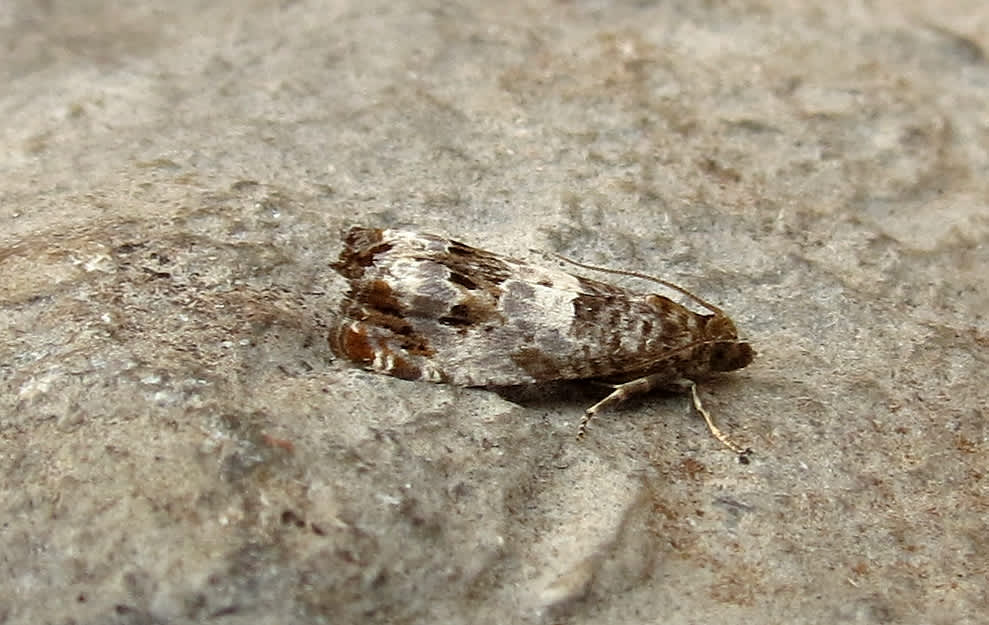 Triple-blotched Bell (Notocelia trimaculana) photographed in Somerset by Steve Chapple