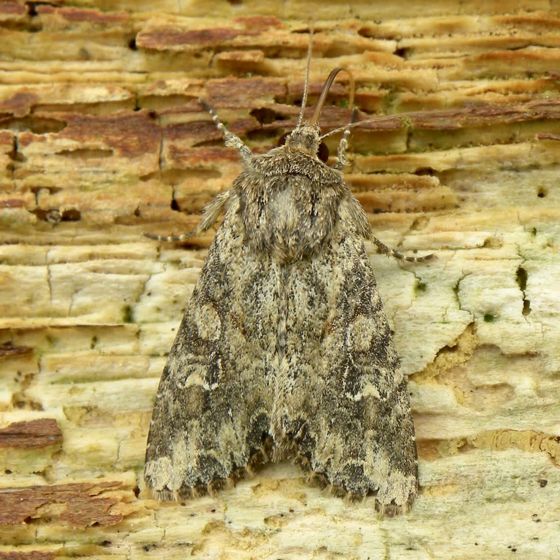 Cabbage Moth (Mamestra brassicae) photographed in Somerset by Sue Davies